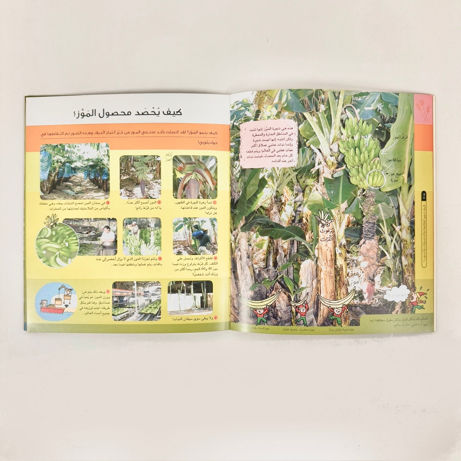 كيف تنمو الفاكهة والخضروات والحبوب؟