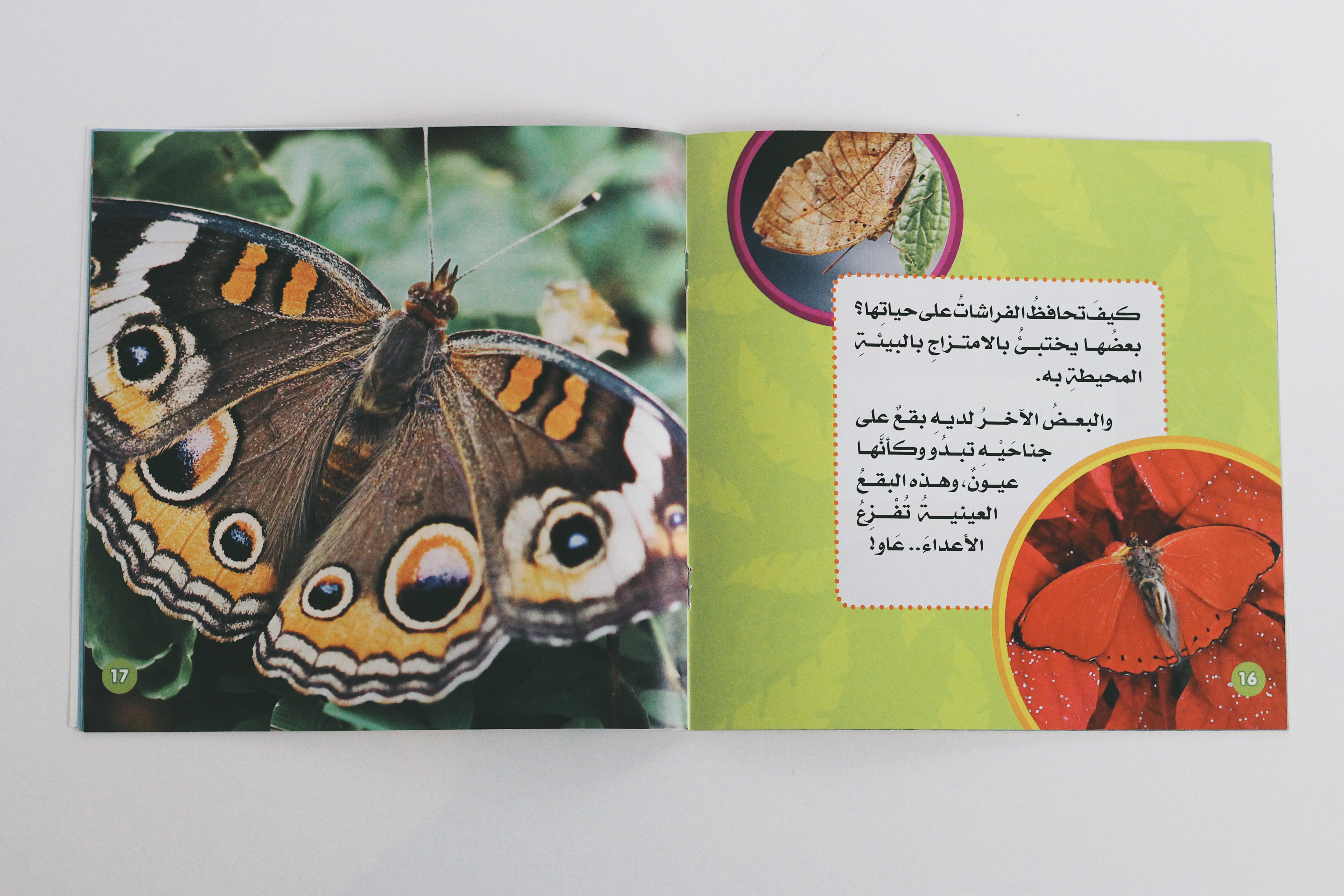 الفراشات